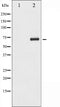 AF3254 staining HeLa by IF/ICC. The sample were fixed with PFA and permeabilized in 0.1% Triton X-100,then blocked in 10% serum for 45 minutes at 25¡ãC. The primary antibody was diluted at 1/200 and incubated with the sample for 1 hour at 37¡ãC. An  Alexa Fluor 594 conjugated goat anti-rabbit IgG (H+L) Ab, diluted at 1/600, was used as the secondary antibod