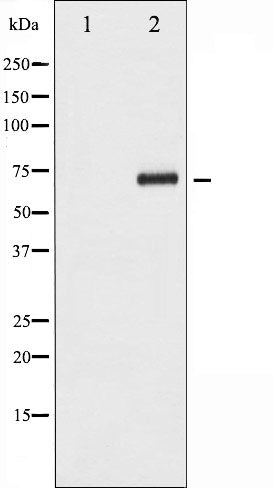 AF3254 staining HeLa by IF/ICC. The sample were fixed with PFA and permeabilized in 0.1% Triton X-100,then blocked in 10% serum for 45 minutes at 25¡ãC. The primary antibody was diluted at 1/200 and incubated with the sample for 1 hour at 37¡ãC. An  Alexa Fluor 594 conjugated goat anti-rabbit IgG (H+L) Ab, diluted at 1/600, was used as the secondary antibod