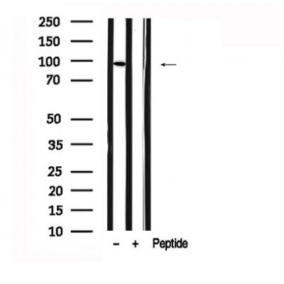Western blot analysis of FoxO3a in lysates of Jurkat?, using FoxO3a Antibody(AF7624).