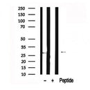 Western blot analysis of LAT in lysates of NIH-3T3, using LAT Antibody(AF7626).