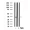 Western blot analysis of extracts of Mouse liver tissue sample,using SGTA Antibody(AF7628).