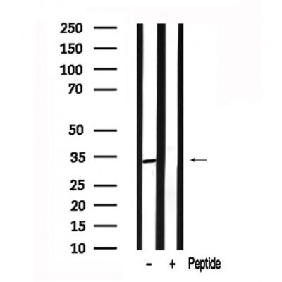Western blot analysis of extracts of Mouse liver tissue sample,using SGTA Antibody(AF7628).