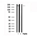 Western blot analysis of extracts of Mouse brain? tissue sample,using KIF1B Antibody(AF7629).