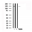 Western blot analysis of AS160 in lysates of RAW 264.7?, using AS160 Antibody(AF7630).