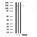 Western blot analysis of AS160 in lysates of RAW 264.7?, using AS160 Antibody(AF7631).
