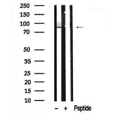 Western blot analysis of p95/NBS1 in lysates of HuvEc  , using p95/NBS1 Antibody(AF7639).