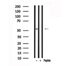 Western blot analysis of MITF in lysates of COS7, using MITF Antibody(AF7641).