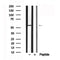 Western blot analysis of Atg13 in lysates of MCF7?, using Atg13 Antibody(AF7644).