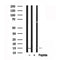 Western blot analysis of VAMP4 in lysates of K562?, using VAMP4 Antibody(AF7645).