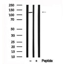 Western blot analysis of extracts of Rat spleen tissue sample,using ULK1 Antibody(AF7647).