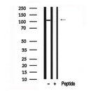 Western blot analysis of ULK1 in lysates of PC12?, using ULK1 Antibody(AF7649).