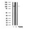 Western blot analysis of IRE1 in lysates of K562?, using IRE1 Antibody(AF7650).