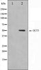 Western blot analysis on HeLa cell lysate using OCT3 Antibody. The lane on the left is treated with the antigen-specific peptide.