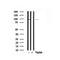 Western blot analysis of MSK2 in lysates of HepG2, using MSK2 Antibody(AF7657).