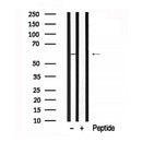Western blot analysis of STAM2 in lysates of NIH-3T3 , using STAM2 Antibody(AF7658).