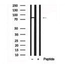 Western blot analysis of extracts of rat heart tissue sample,using PAK3 Antibody(AF7659).