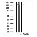 Western blot analysis of NFAT5/TonEBP in lysates of HepG2, using NFAT5/TonEBP Antibody(AF7662).
