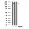 Western blot analysis of NFAT5/TonEBP in lysates of HepG2, using NFAT5/TonEBP Antibody(AF7662).