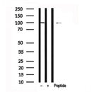 Western blot analysis of KIF20A in lysates of 293, using KIF20A Antibody(AF7664).