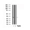 Western blot analysis of PZR in lysates of 293T?, using PZR Antibody(AF7667).