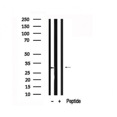 Western blot analysis of PZR in lysates of 293T?, using PZR Antibody(AF7667).