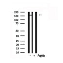 Western blot analysis of LATS1 in lysates of A549 , using LATS1 Antibody(AF7669).