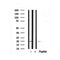 Western blot analysis of CRYAB in lysates of HepG2  , using CRYAB Antibody(AF7676).