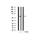 AF3260 staining 293 by IF/ICC. The sample were fixed with PFA and permeabilized in 0.1% Triton X-100,then blocked in 10% serum for 45 minutes at 25¡ãC. The primary antibody was diluted at 1/200 and incubated with the sample for 1 hour at 37¡ãC. An  Alexa Fluor 594 conjugated goat anti-rabbit IgG (H+L) Ab, diluted at 1/600, was used as the secondary antibod