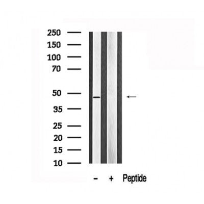 Western blot analysis of p53 in lysates of MDA-MB-435  , using p53 Antibody(AF7685).