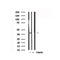 Western blot analysis of eIF2 alpha in lysates of K562  , using eIF2 alpha Antibody(AF7688).