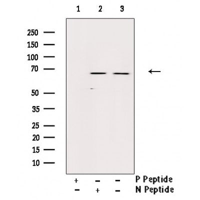 AF3261 staining 293 by IF/ICC. The sample were fixed with PFA and permeabilized in 0.1% Triton X-100,then blocked in 10% serum for 45 minutes at 25¡ãC. The primary antibody was diluted at 1/200 and incubated with the sample for 1 hour at 37¡ãC. An  Alexa Fluor 594 conjugated goat anti-rabbit IgG (H+L) Ab, diluted at 1/600, was used as the secondary antibod