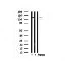 Western blot analysis of Rb in lysates of MOLT, using Rb Antibody(AF7698).