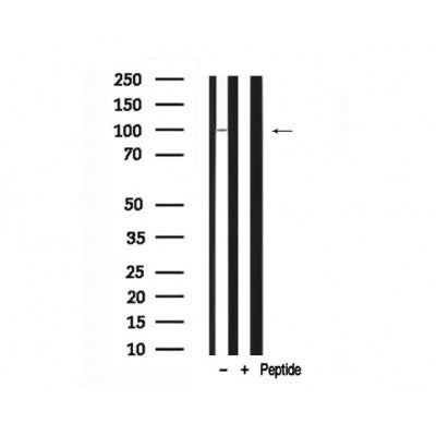 Western blot analysis of Progesterone Receptor in lysates of COS7  , using Progesterone Receptor Antibody(AF7699).