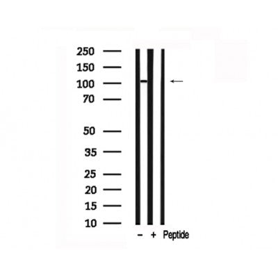 Western blot analysis of extracts of Rat brain tissue sample,using ATP1 alpha1/Na+K+ ATPase1 Antibody(AF7700).