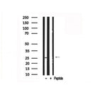 Western blot analysis of eIF4E in lysates of NIH-3T3  , using eIF4E Antibody(AF7702).