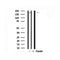 Western blot analysis of EPRS in lysates of Jurkat?, using EPRS Antibody(AF7706).