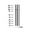 Western blot analysis of HSP90A in lysates of NIH-3T3, using HSP90A Antibody(AF7707).