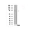 Western blot analysis of A-RAF in lysates of HeLa , using A-RAF Antibody(AF7714).