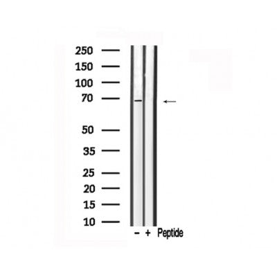 Western blot analysis of A-RAF in lysates of HeLa , using A-RAF Antibody(AF7714).