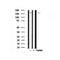 Western blot analysis of Bcr in lysates of COS7, using Bcr Antibody(AF7715).