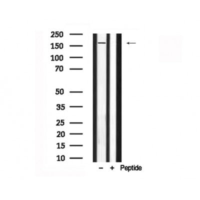 Western blot analysis of Bcr in lysates of COS7, using Bcr Antibody(AF7715).