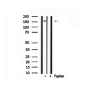 Western blot analysis of Bcr in lysates of COS7, using Bcr Antibody(AF7716).