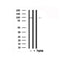 Western blot analysis of eEF2 in lysates of NIH-3T3 , using eEF2 Antibody(AF7720).