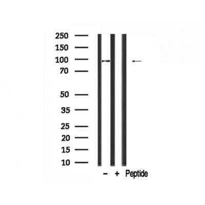 Western blot analysis of eEF2 in lysates of NIH-3T3 , using eEF2 Antibody(AF7720).