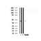 Western blot analysis of p47 phox in lysates of COS7 , using p47 phox Antibody(AF7727).