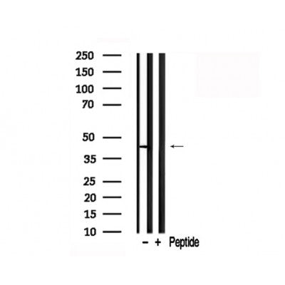 Western blot analysis of p47 phox in lysates of COS7 , using p47 phox Antibody(AF7727).