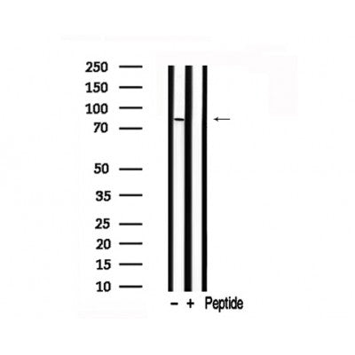 Western blot analysis of B-Raf in lysates of PC-12?, using B-Raf Antibody(AF7732).