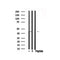 Western blot analysis of FRA1 in lysates of HT29, using FRA1 Antibody(AF7735).