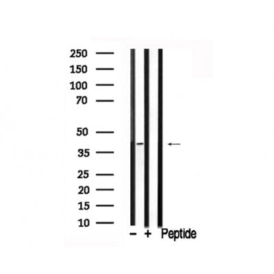 Western blot analysis of FRA1 in lysates of HT29, using FRA1 Antibody(AF7735).
