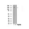 Western blot analysis of PLC 2 in lysates of HepG2 , using PLC 2 Antibody(AF7738).